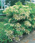 Klätterhortensia lat. Hydrangea anomala ssp. petiolaris