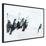 Plakat - Xenophobic Pigeons - 90 x 60 cm - Sort ramme