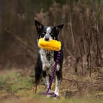 Doggie-Zen Doggie-Zen Korthåret Elastisk Belønningsleke i Fuskepels - L