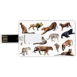 4G USB Flash Drives Credit Card Shape Safari Decor Memory Stick Bank Card Style Collection of Tigersand other Big Wild Cats Predatory Feline Zoo Lying Standing Background Waterproof Pen Thumb Lovely