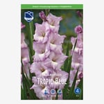 Gladiol, Tropic Blue