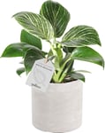 Philodendron White Measure, inkl. potte, 6 stk