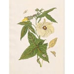 Artery8 Merian Metamorphosis Flower Leaves Insects Painting Premium Wall Art Canvas Print 18X24 Inch