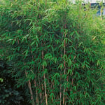 Omnia Garden Bergbambu Dino 50-60 cm GTG22504P