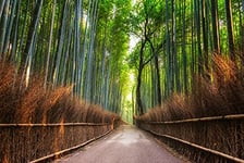 Papermoon Kyoto Papier peint photo non tissé Motif Bamboo Grove by Kyoto Impression numérique Avec colle incluse