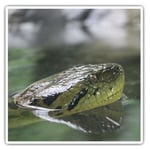 2 x Square Stickers 7.5 cm - Green Anaconda Snake Cool Gift #21648