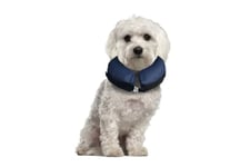 Flamingo Collerette Gonflable pour Chien Taille XL