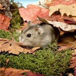 Greeting Sound Card By Really Wild Cards - Hamster