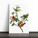 Big Box Art Canvas Print Wall Art John James Audubon Painted Finch | Mounted and Stretched Box Frame Picture | Home Decor for Kitchen, Living Room, Bedroom, Hallway, Multi-Colour, 24x16 Inch