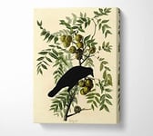 Audubon American Crow Plate 156 Canvas Print Wall Art - Extra Large 32 x 48 Inches