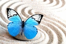 Sand blue butterfly and spa stone in zen garden