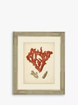 Brookpace Lascelles 'Red Coral II' Framed Print & Mount, 60 x 50cm, Red