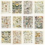 Artery8 Collection Of Vintage Millot Encyclopedia Mushrooms Insects Butterflies Beetles Set Of 12 Unframed Wall Art Prints Bathroom Bedroom Aesthetic Illustrations A4