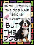 SHAWPRINT Bernese Mountain Dog Fridge Magnet 100mm x 75mm HOME IS WHERE THE DOG HAIR STICKS TO EVERYTHING BUT THE DOG Novelty Gift