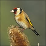 Goldfinch Bird RSPB Greeting Card With Sound By Really Wild Cards