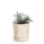 Botle Pot De Fleur Rond Creme En Plastique Beton Effect Cache Pot 14,7 Cm Decoratif Bac A Plantes Avec Soucoupe Fleurs