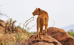 Lioness female lion Panthera leo stands on rocks rear view with head profile Samburu National Reserve Kenya Africa Wild predator in natural environment