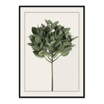 Poster Gallerix Ficus Elastica