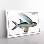 Big Box Art The Flying-Fish by M.E. Bloch Canvas Wall Art Print Ready to Hang Picture, 76 x 50 cm (30 x 20 Inch), White, Grey, Brown, Black