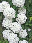 Bukettspirea lat. Spiraea x vanhouttei