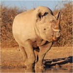 Endangered Species Greeting Sound Card By Really Wild Cards - Black Rhinoceros 