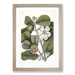 Big Box Art Balsam Tree Flowers by Mark Catesby Framed Wall Art Picture Print Ready to Hang, Oak A2 (62 x 45 cm)