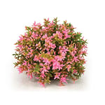 biOrb 46088 Boule de fleurs rose - plante aquatique artificielle, belle décoration d'aquarium en plastique de haute qualité, convient pour l'eau douce et l'eau de mer