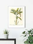 Komar Wall Picture - Rainforest Sapling - Size: 50 x 70 cm - Poster Art Print Decoration Living Room Bedroom (No Frame)