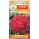 Frø af aster Paeony Stanislaw - Store, dobbelte, skarlagenrøde blomster