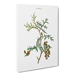 White Cedar Tree Branch By Pierre Joseph Redoute Vintage Canvas Wall Art Print Ready to Hang, Framed Picture for Living Room Bedroom Home Office Décor, 24x16 Inch (60x40 cm)