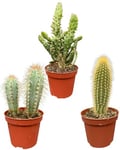 Mélange de poteaux pour Cactus - Pots de 8,5 cm - Hauteur 15-20 cm (3 pièces)