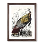 Wild Turkey By John James Audubon Vintage Framed Wall Art Print, Ready to Hang Picture for Living Room Bedroom Home Office Décor, Walnut A2 (64 x 46 cm)