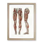 Anatomy Of The Leg Muscles By Carl Ernst Bock Vintage Framed Wall Art Print, Ready to Hang Picture for Living Room Bedroom Home Office Décor, Oak A2 (64 x 46 cm)