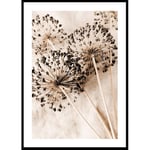 Poster Gallerix Allium Flowers