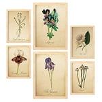 Nacnic Ensemble de 6 affiches de fleurs vintage. Collection de plaques avec collage esthétique pour la décoration d'intérieur. Tailles A3 et A4. Avec cadre en bois.