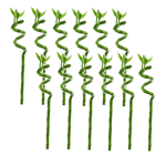 Lucky bamboo tiges - lot de 12