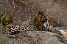 The leopard is one of the five extant species in the genus Panthera is a member of the Felidae Compared to other wild cats the leopard has relatively short legs and a long body with a large head I