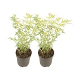 Japansk lönn - Set om 2 - Acer palmatum 'Butterfly' - Höjd 35-55cm - ⌀15cm