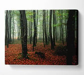 Emerald Forest Hide Away Canvas Print Wall Art - Double XL 40 x 56 Inches