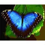 N/C Aint By Numbers Kits Acrylic Paints Set Diy Canvas Oil Painting Gift Kits Home Decoration- Butterfly Blue Beautiful Animal 16*20 Inch