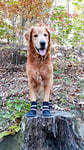 Bark Brite Toutes Les Bottes De Chien Protecteur Temps Néoprène avec Patte Straps- Réfléchissant (LG (3,5 Po.)) Voyage Étui À Fermeture Éclair Inclus