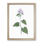 Lilac Morning Glory Flowers By Pierre Joseph Redoute Vintage Framed Wall Art Print, Ready to Hang Picture for Living Room Bedroom Home Office Décor, Oak A2 (64 x 46 cm)