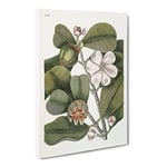 Balsam Tree Flowers By Mark Catesby Vintage Canvas Wall Art Print Ready to Hang, Framed Picture for Living Room Bedroom Home Office Décor, 24x16 Inch (60x40 cm)