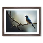 The Riveting Swallow Bird H1022 Framed Print for Living Room Bedroom Home Office Décor, Wall Art Picture Ready to Hang, Walnut A3 Frame (46 x 34 cm)