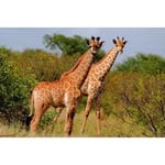 Papier Peint Photo INTISSÉ-(205020)-GIRAFFES SAVANNE AFRICAINE-300x223cm-6 lés-Mural Poster Géant XXL-Beach Mer Océan Nature Jungle