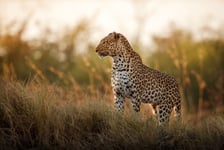 African leopard female pose in beautiful evening light Amazing leopard in the nature habitat Wildlife scene with dangerous beast Hot weather in Africa Panthera pardus pardus