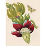 Artery8 Merian Metamorphosis Insects Flower Leaves Painting Premium Wall Art Canvas Print 18X24 Inch