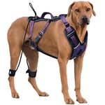 ANAFNI Easy Walk Harnais pour Chien Anti-Traction pour Chiens de Grande Taille, Harnais Tactique Robuste avec poignée, contrôle Facile et Meilleur Dressage de Laisse (Violet Nuit, Taille M)