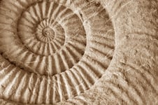 Ammonite prehistoric fossil