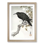 Big Box Art A Crow on The Blossom Tree by Ohara Koson Framed Wall Art Picture Print Ready to Hang, Oak A2 (62 x 45 cm)